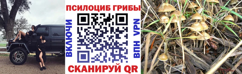 Галлюциногенные грибы Cubensis  Купить закладки  Вихоревка 